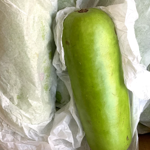 Opo squash 1.5-2 lbs