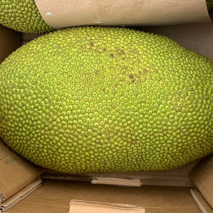 Jackfruit 14-18lbs